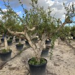 Granátové jablko (Punica granatum) ´MOLLAR DE ELCHE´ - výška 200-250 cm, obvod kmeňa 50/60 cm, EXEMPLÁR (-12°C)